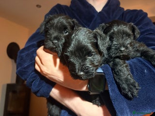 Miniature Schnauzer dogs Miniature Schnauzer pups - Advert 1