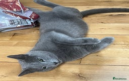 Russian Blue cats for sale: 🐾 Beautiful 18-Month-Old Russian Blue Male Cat - Image 3