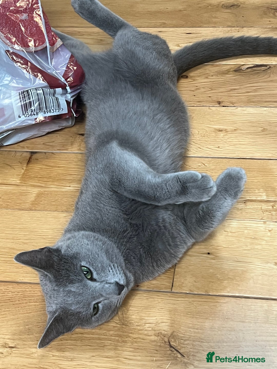 Russian Blue cats for sale: 🐾 Beautiful 18-Month-Old Russian Blue Male Cat - Image 3
