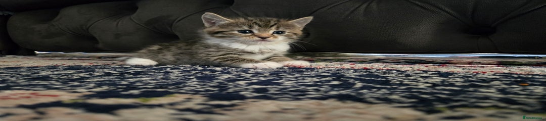Simba 
