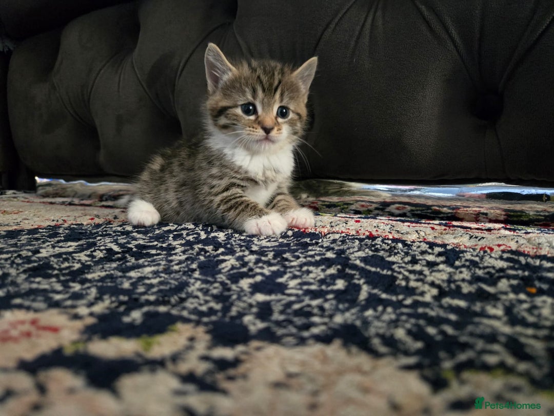 British Longhair cats for sale: 🐾 ADORABLE KITTENS FOR SALE 🐾 - Image 6