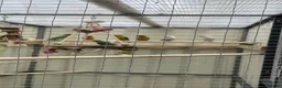 Lovebirds birds for sale: Fischer love birds  in Lymington - Advert 2