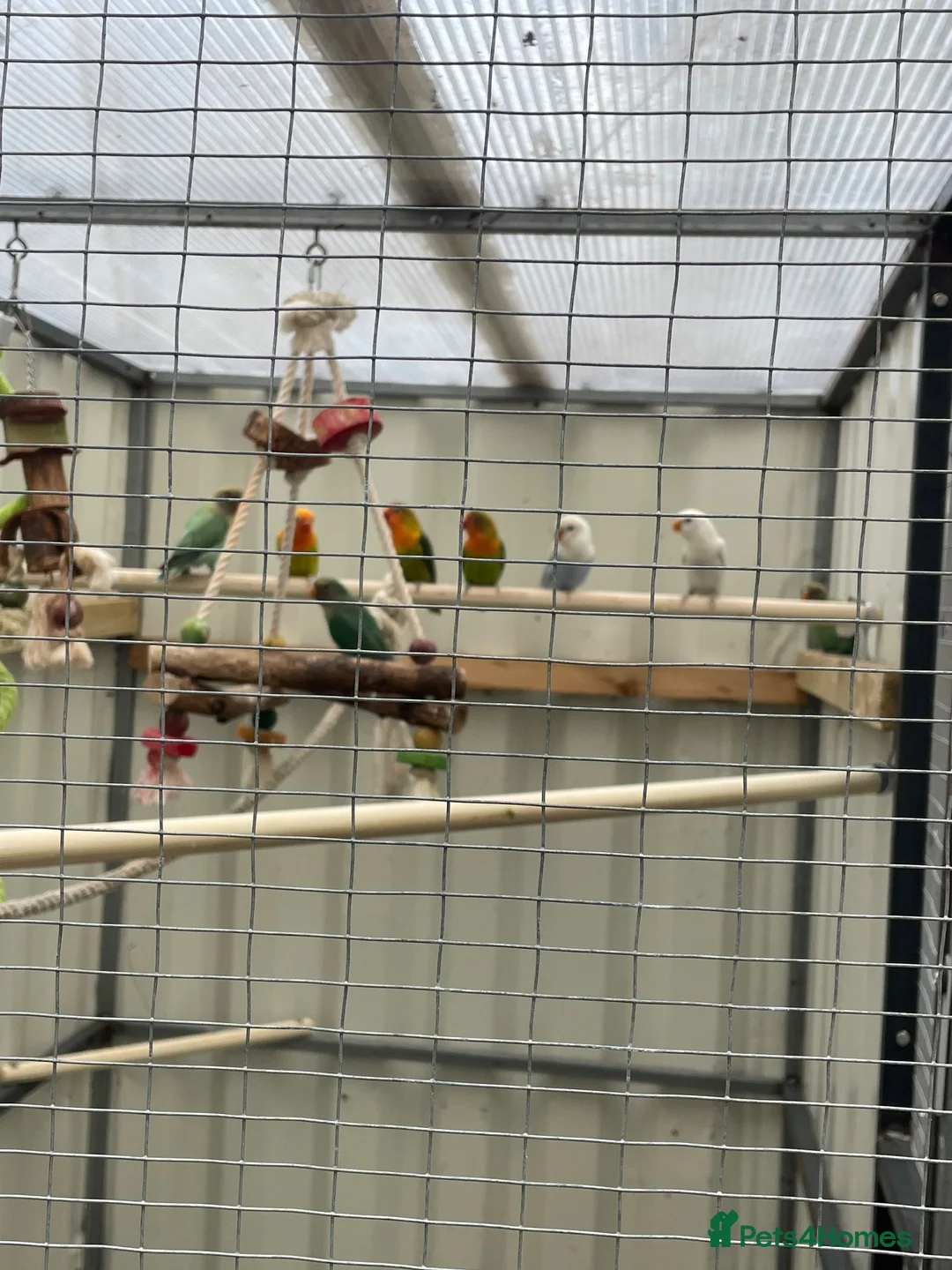 Lovebirds birds for sale: Fischer love birds  in Lymington - Advert 2