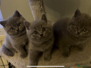 British Shorthair cats for sale - Advert 1