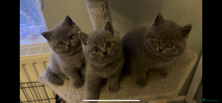 British Shorthair cats - Advert 1