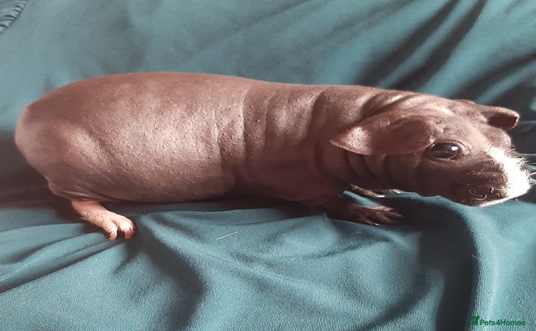 Guinea Pig rodents - Advert 2