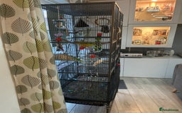 Conures birds for sale: Pineapple Green Cheek Conure - Image 9