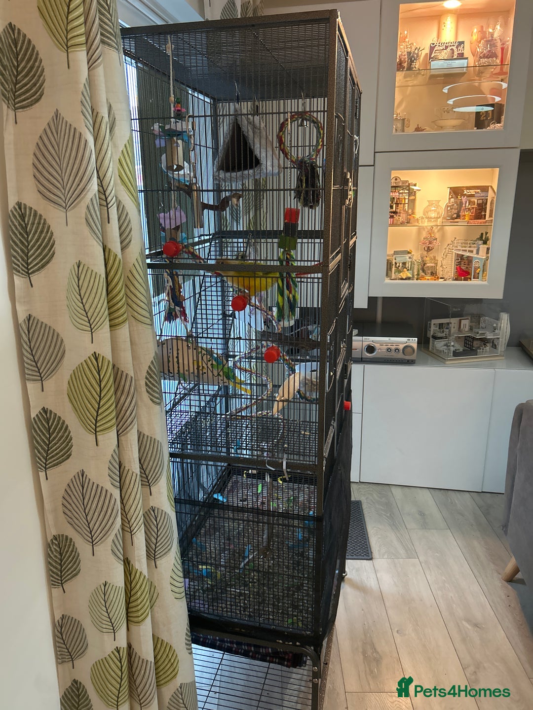 Conures birds for sale: Pineapple Green Cheek Conure - Image 9
