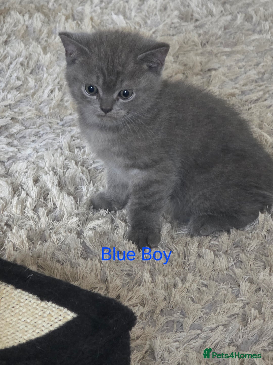 British Shorthair cats for sale: Beautiful BSH kittens looking for forever homes - Image 4