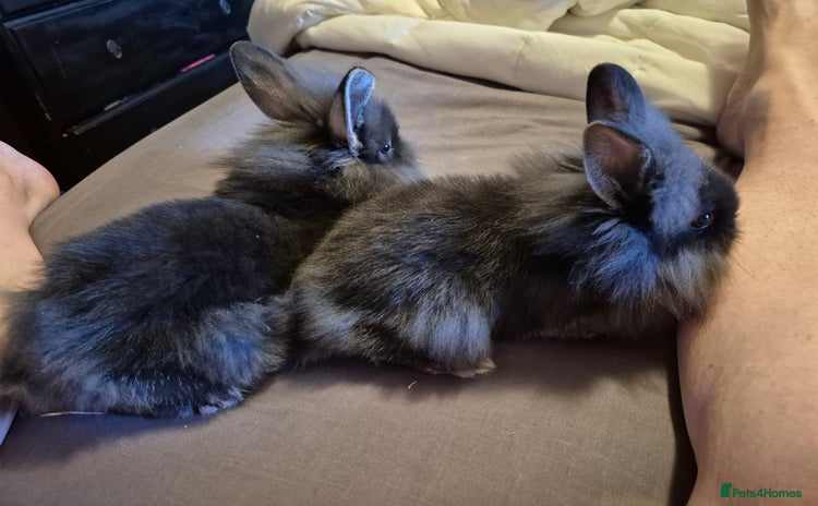 Lionhead rabbits - Advert 7