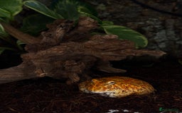 Frog reptiles for sale: Cute Strawberry Pac-Man frog  - Image 8
