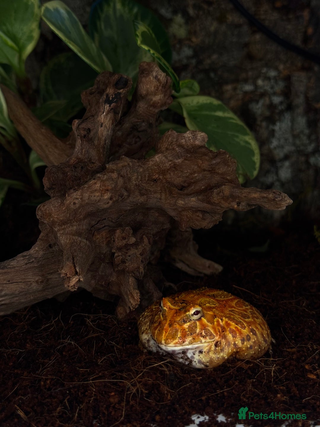 Frog reptiles for sale: Cute Strawberry Pac-Man frog  - Image 8