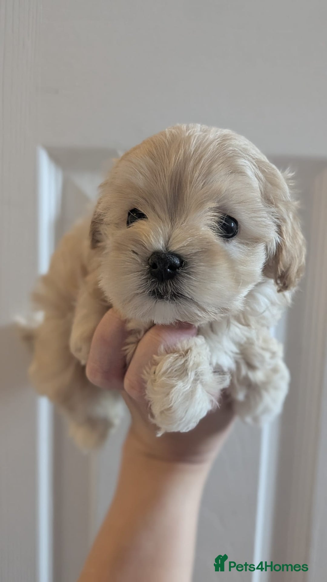 Maltipoo dogs for sale: Petite Maltipoos fully genetic health tested  - Image 12