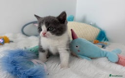 British Shorthair cats for sale: GCCF registered - blue bi-colour male - Image 7