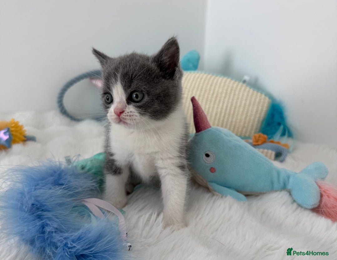 British Shorthair cats for sale: GCCF registered - blue bi-colour male - Image 7