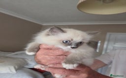 Ragdoll cats for sale: Ragdoll cross Somali kittens  - Image 12