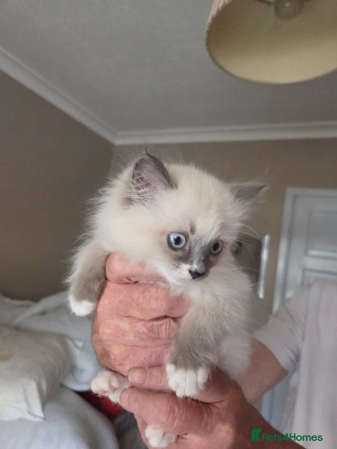 Ragdoll cats for sale: Ragdoll cross Somali kittens  - Image 12