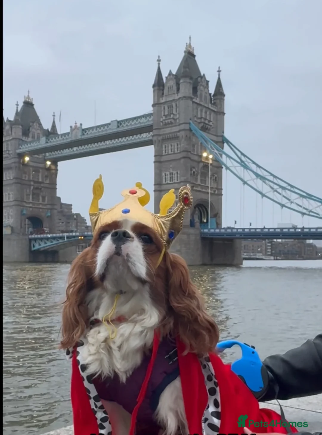 Cavalier King Charles Spaniel dogs for stud: Teddy  - Advert 2