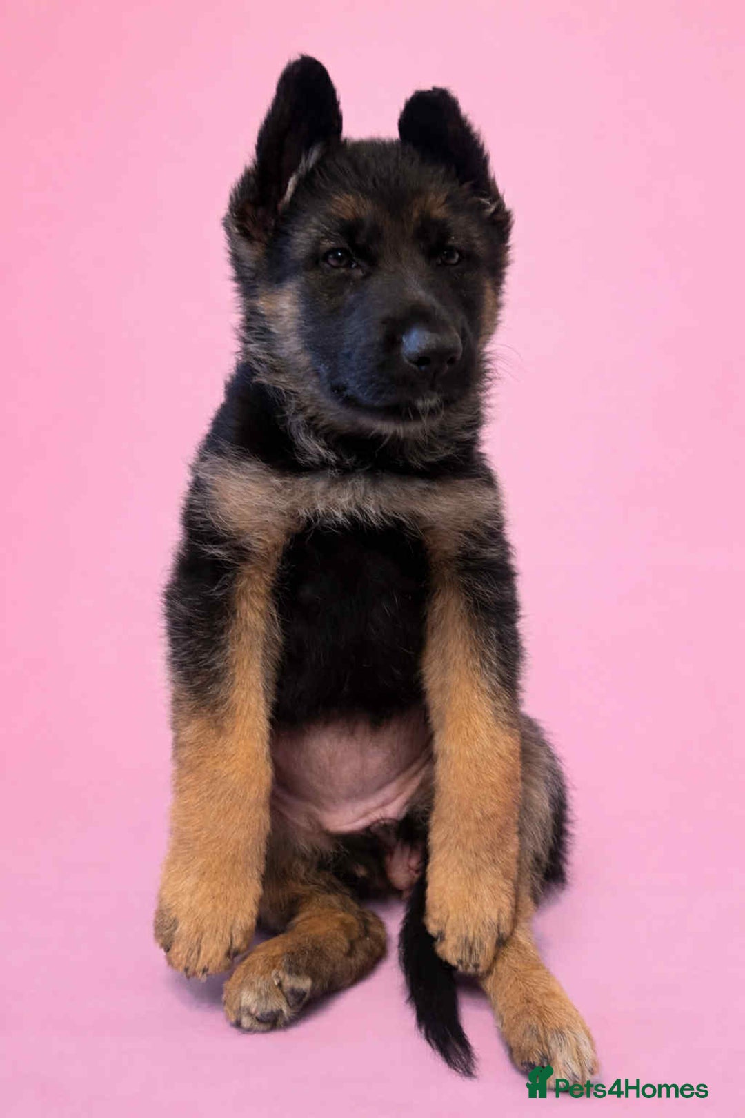 German Shepherd dogs for sale:   Last two KC Registered BeautifulGerman Shepherd  - Advert 2