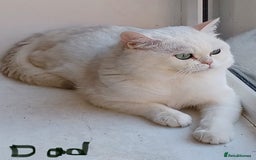 British Shorthair cats for sale: 4 Beautiful British short hair & Ragdoll kittens - Image 25
