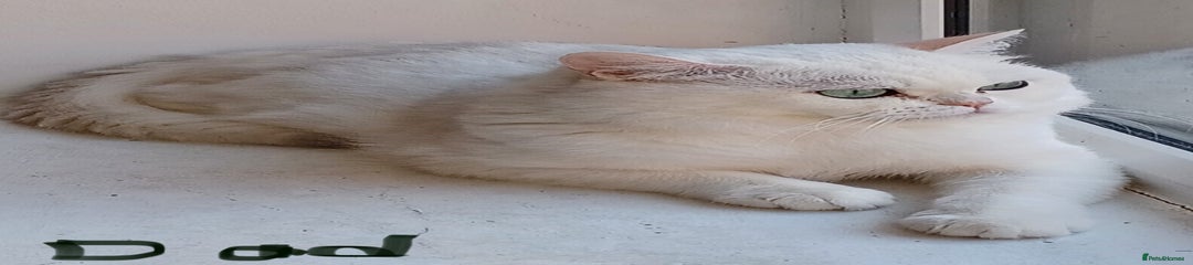 Ragdoll&brirish sorthair mix