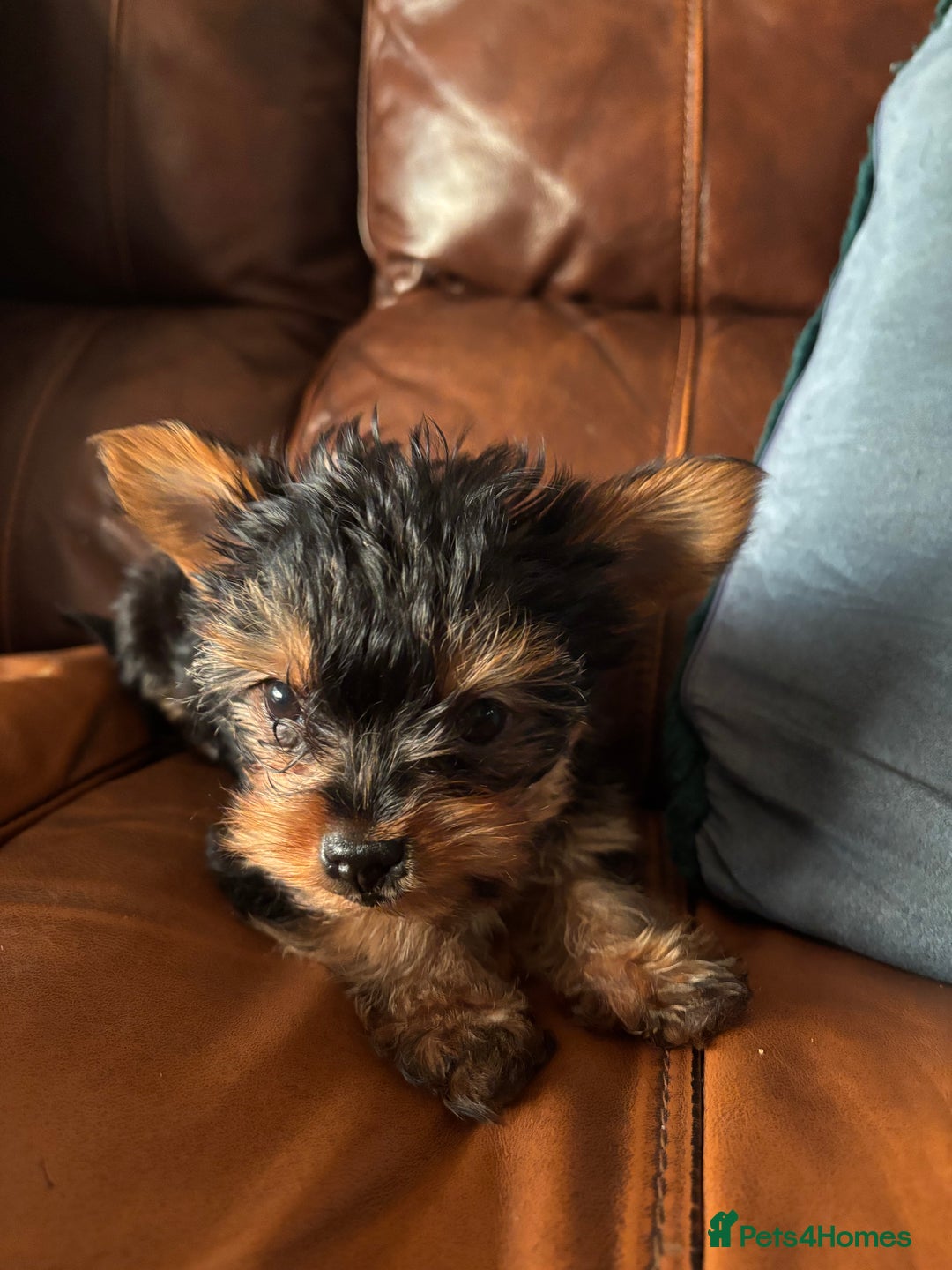 Yorkshire Terrier dogs for sale: Stunning miniature Yorkshire terrier puppies - Advert 19