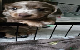 Miniature Dachshund dogs for sale: Longhaired miniature dachshunds  - Image 11
