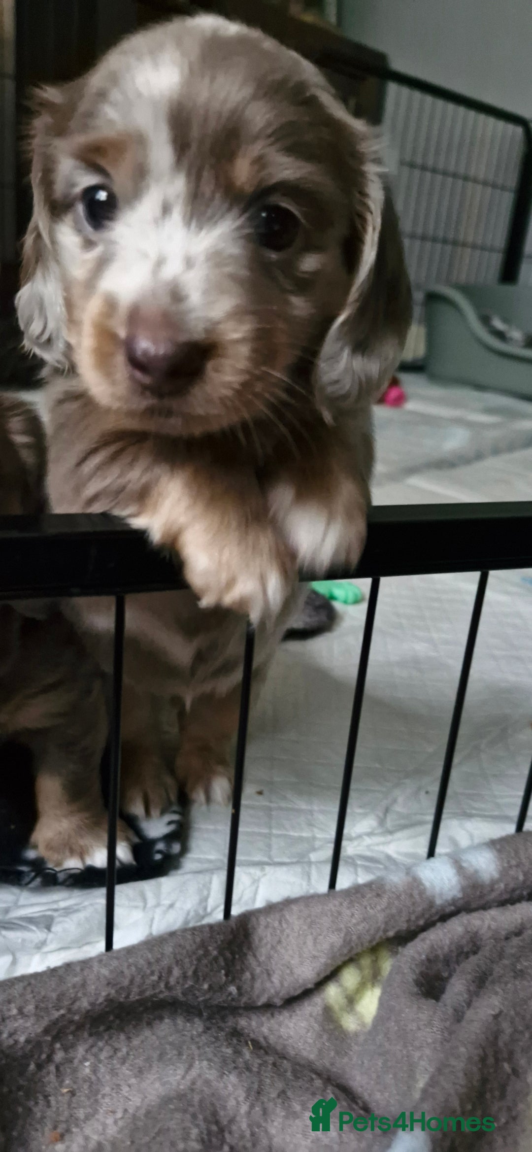 Miniature Dachshund dogs for sale: Longhaired miniature dachshunds  - Image 11