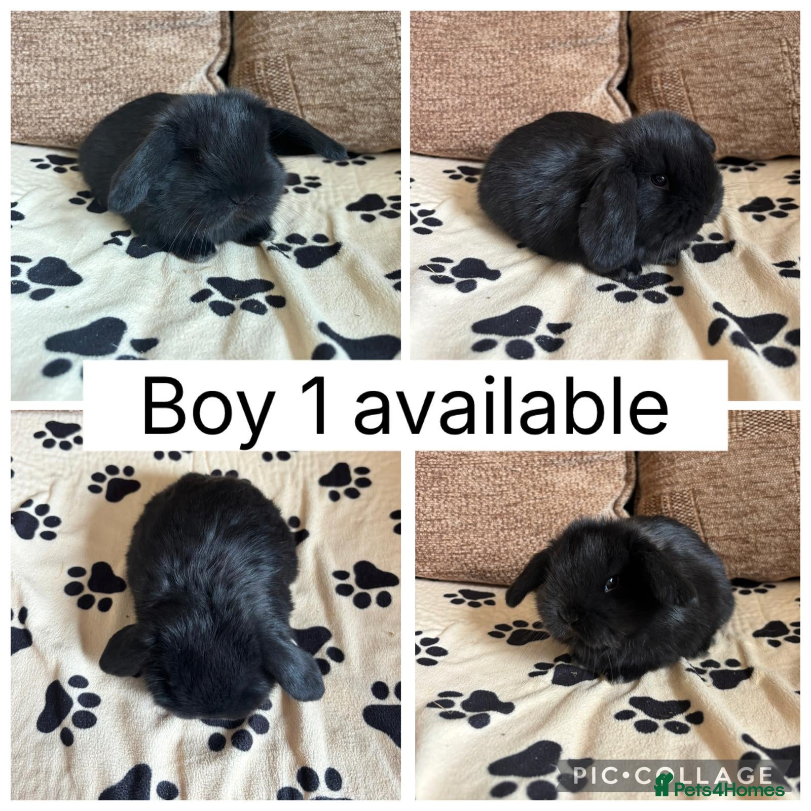 Mini Lop rabbits 4 baby mini lops ready to reserve - Advert 2