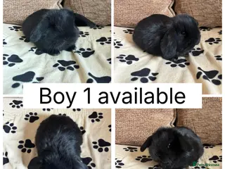 Mini Lop rabbits 1 baby mini lop ready to reserve - Advert 1