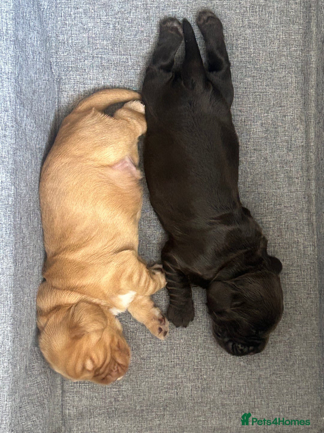 Cocker Spaniel dogs for sale: 🐾🐶 SHOW TYPE COCKER SPANIELS🐶🐾 - Image 25
