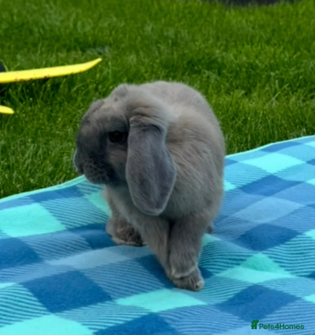 Mini Lop rabbits for sale: Grey mini lop in Runcorn - Advert 1