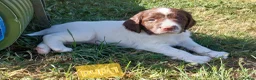 English Springer Spaniel dogs for sale: Fully health tested working springer spaniels  in Buckingham - Advert 15