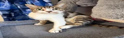 Mixed Breed cats for sale: Beautiful Bengal x Domestic Short Hair Kittens 🐾 - Advert 19