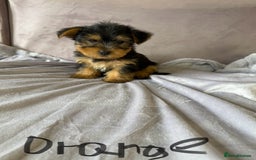 Yorkshire Terrier dogs for sale: Miniature Yorkshire Terrier  - Image 7