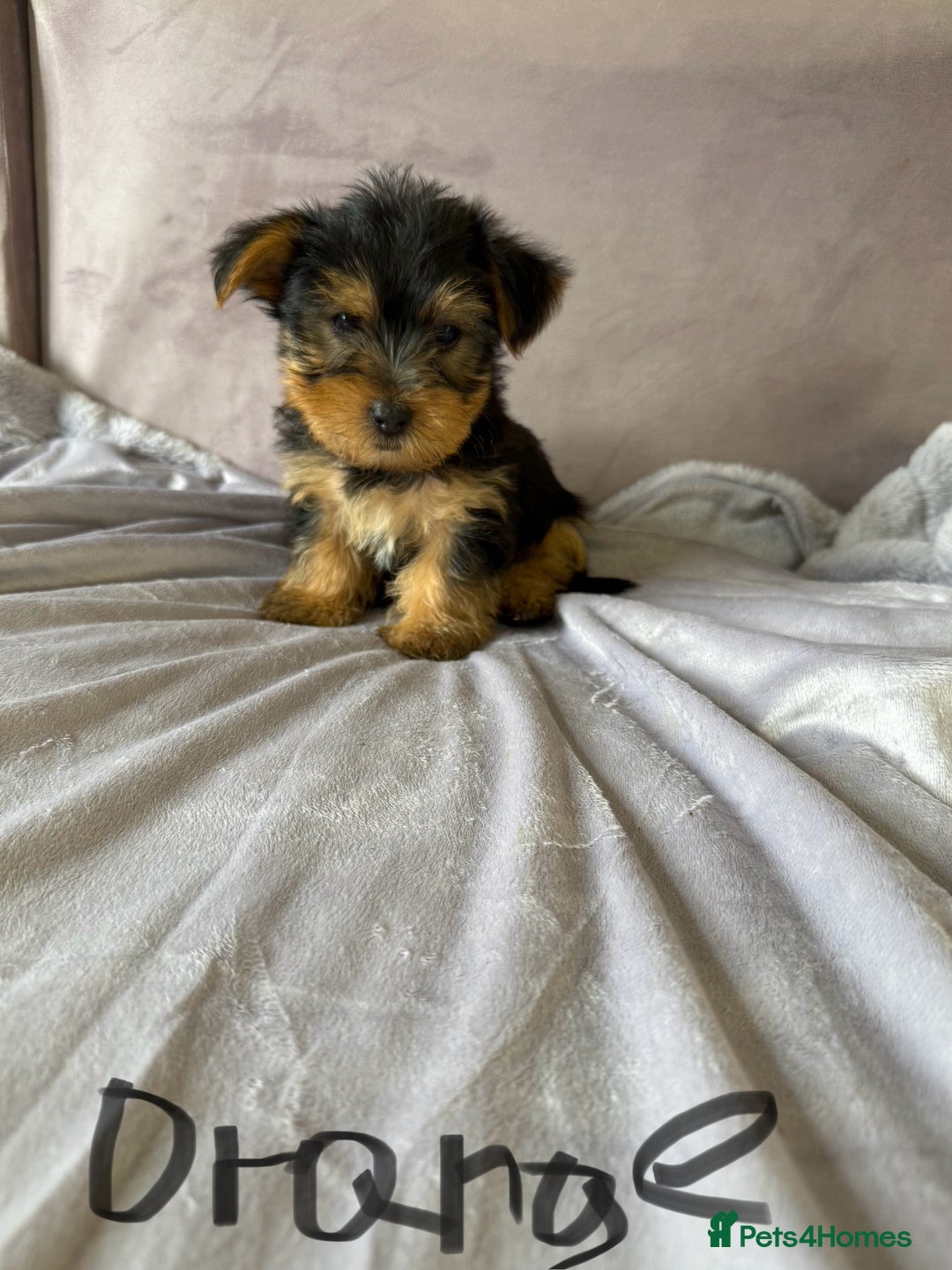 Yorkshire Terrier dogs for sale: Miniature Yorkshire Terrier  - Image 7
