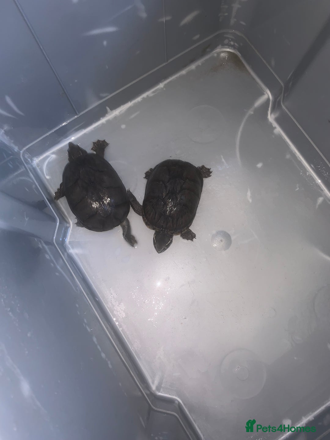Turtle reptiles for sale: 2 female musk turtles  - Advert 1