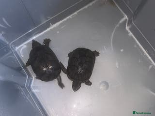 Turtle reptiles 2 female musk turtles - Advert 17