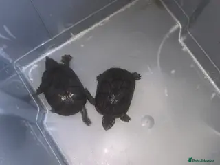 Turtle reptiles 2 female musk turtles - Advert 2