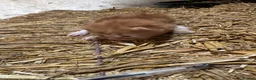 Mixed Breed cats for sale: Farm kitten - Advert 15