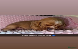 Cocker Spaniel dogs for sale: Red cocker spaniel  - Image 8