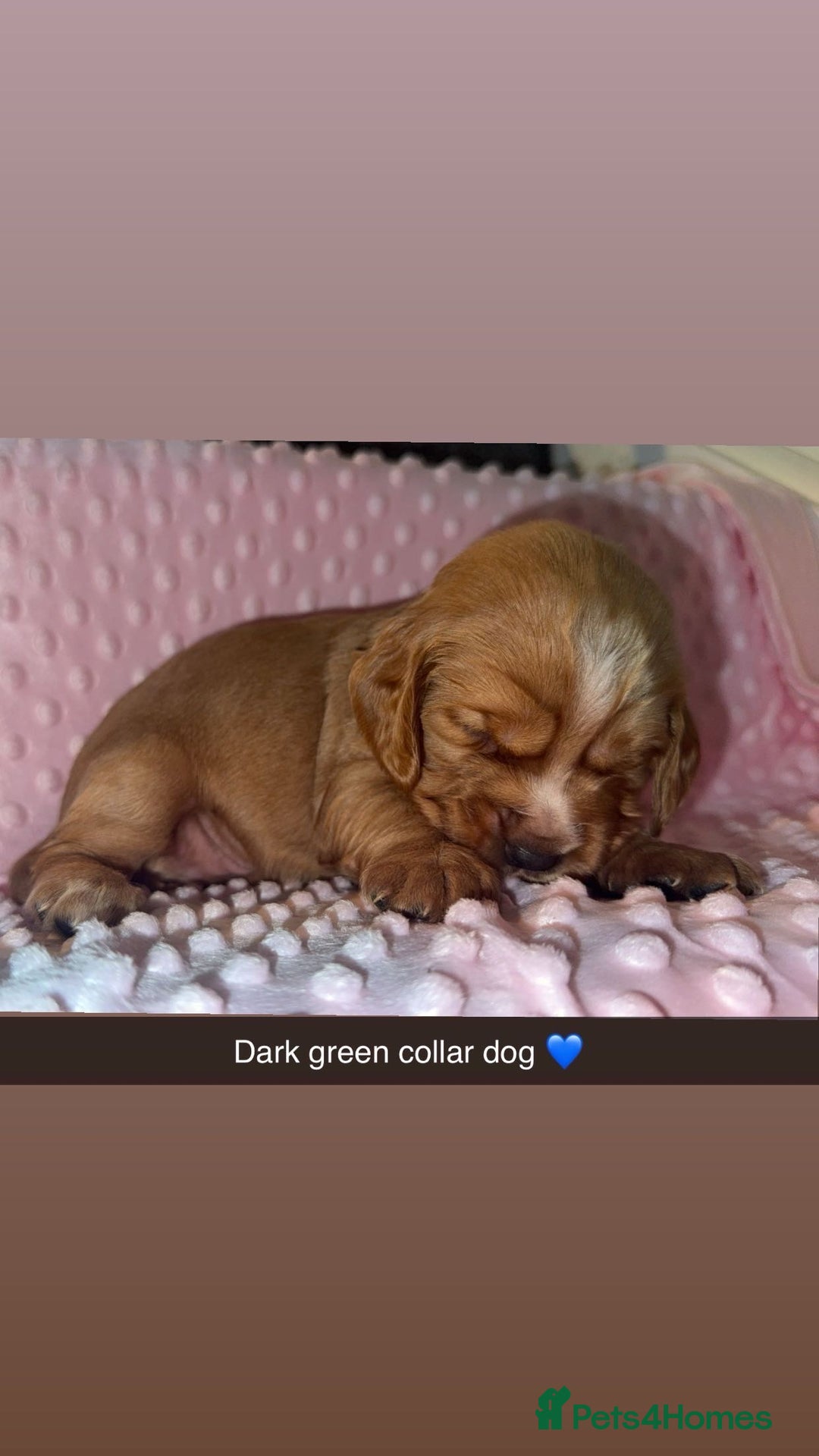 Cocker Spaniel dogs for sale: Red cocker spaniel  - Image 8