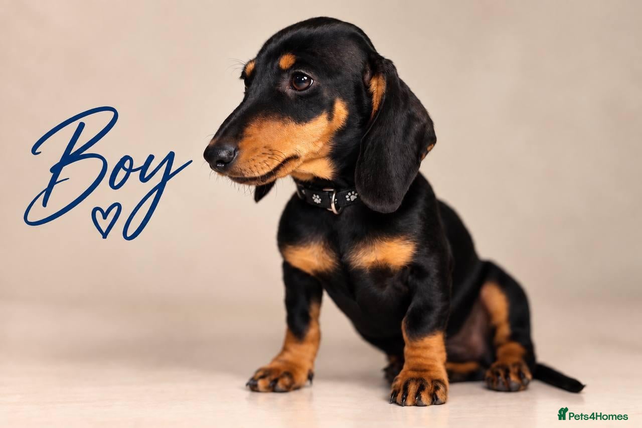 Miniature Dachshund dogs Pra clear miniature dachshund  - Advert 11