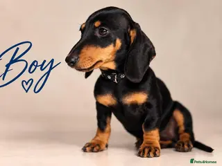 Miniature Dachshund dogs Pra clear miniature dachshund - Advert 11