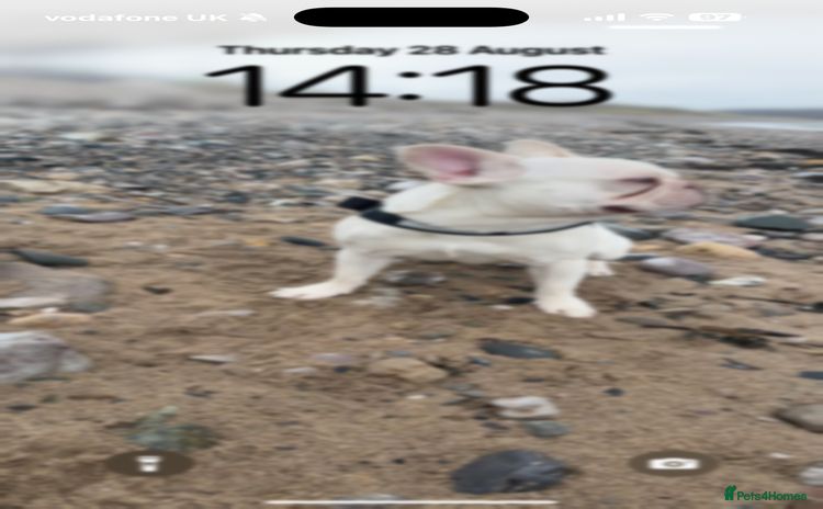 French Bulldog dogs - Advert 9