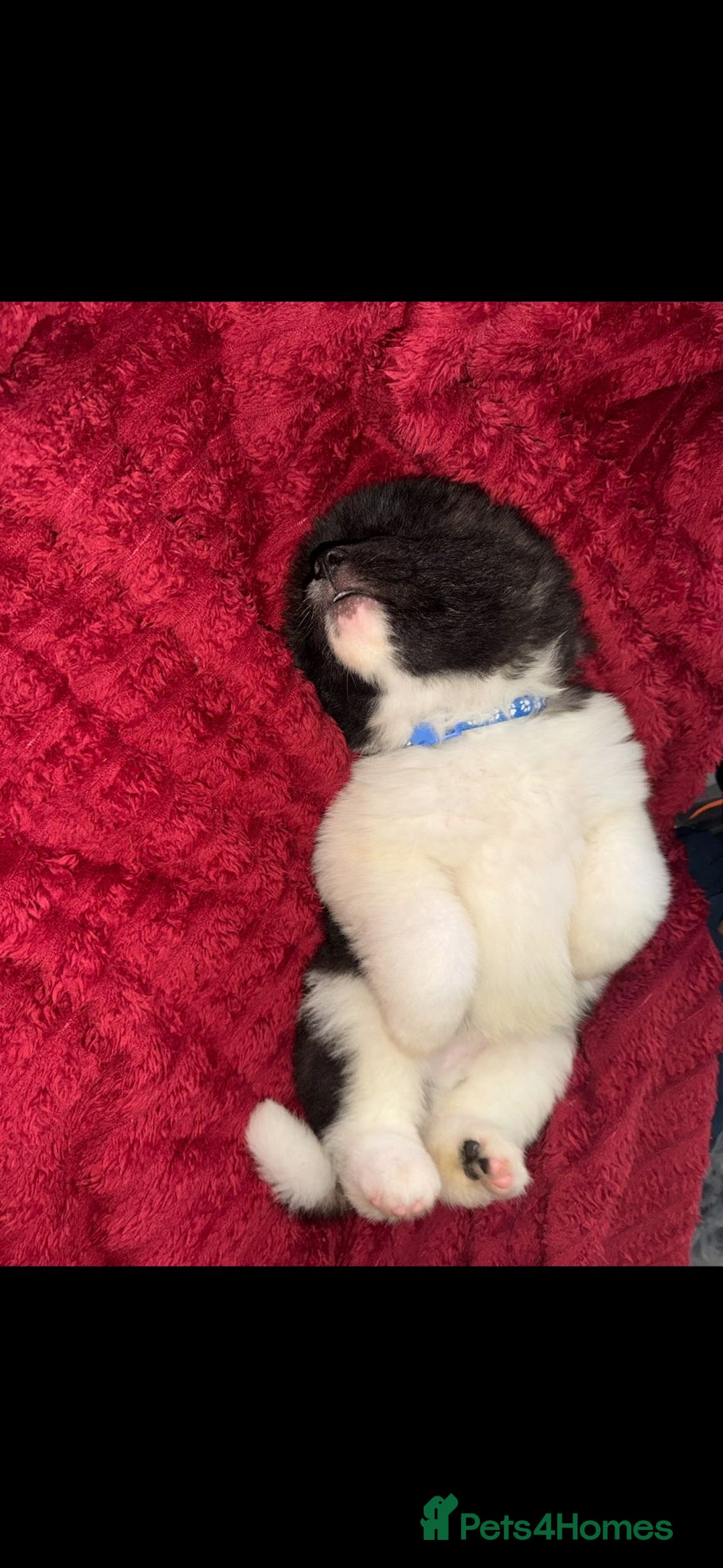 Akita dogs for sale: Bear faced American akitas puppies  - Advert 23