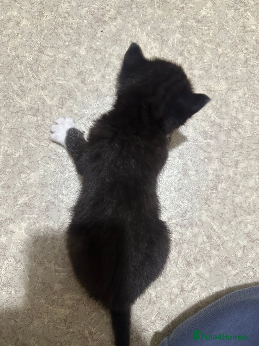 Norwegian Forest Cat cats for sale: Kittens for sale  - Advert 10