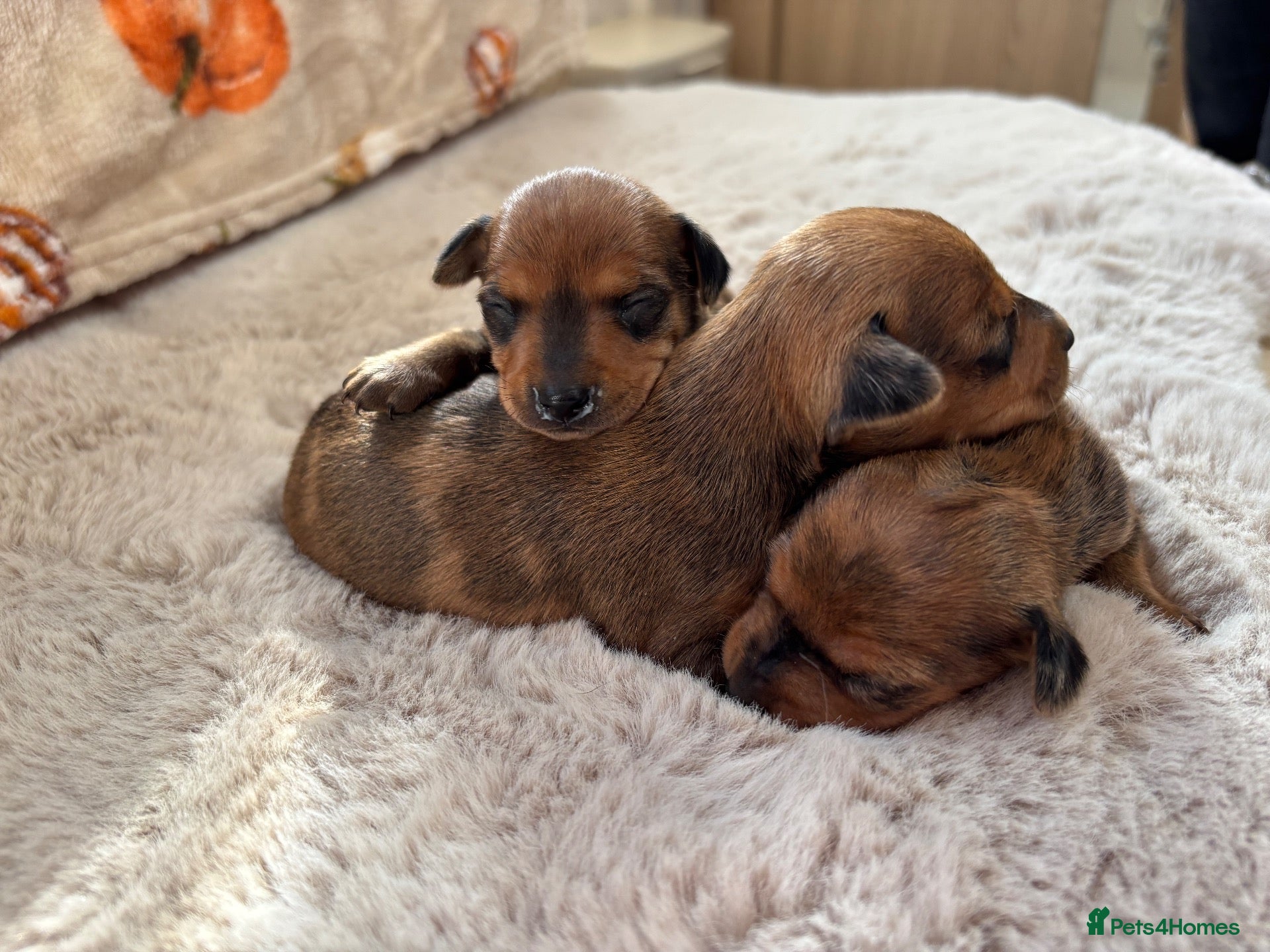 Miniature Pinscher dogs 3 now remaining miniature pincher puppy’s - Advert 2