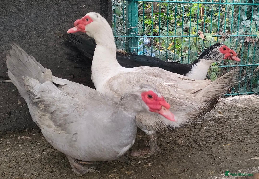 Ducks poultry for sale: Male Muscovy ducks for sale  - Advert 2