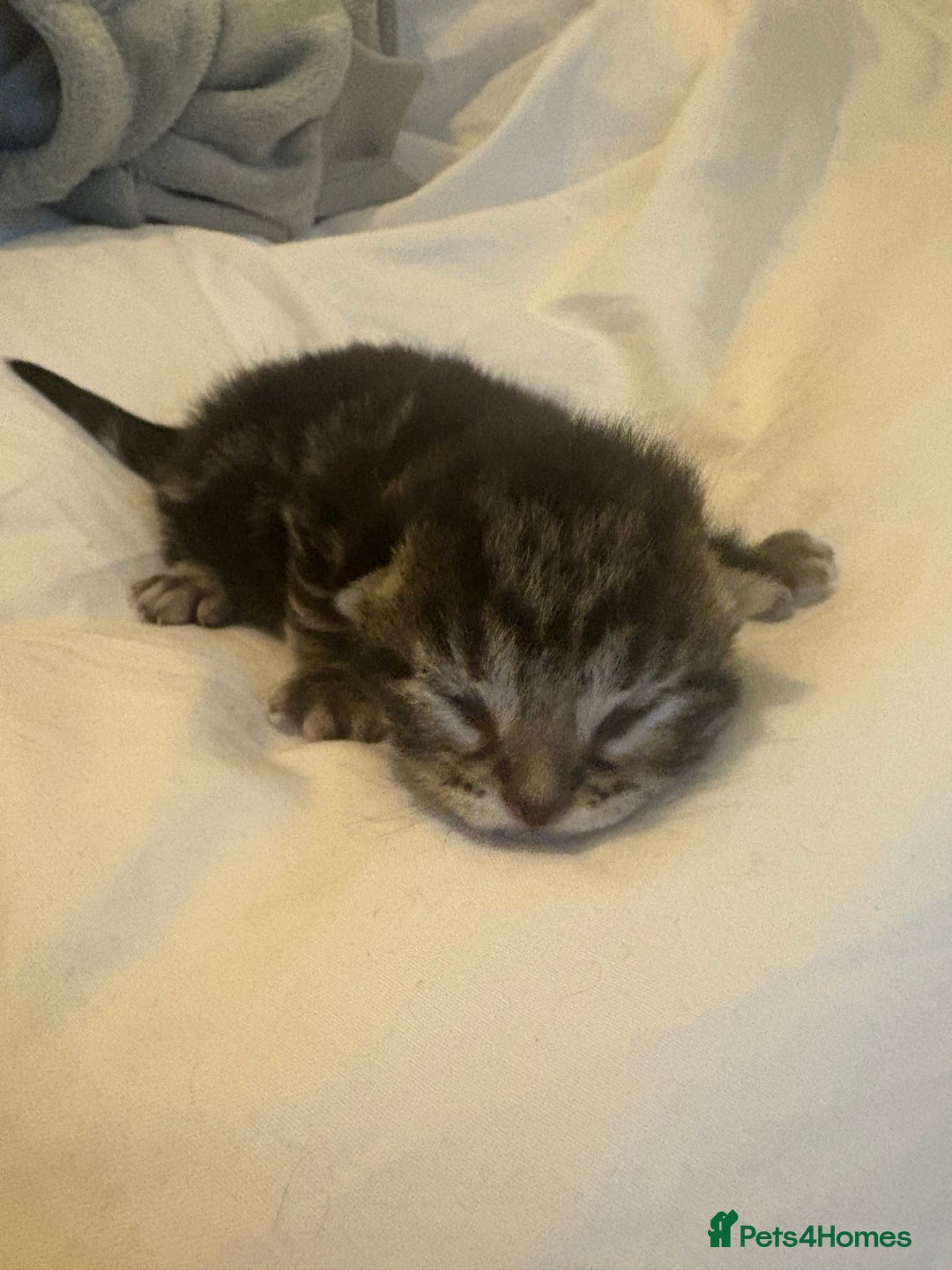 Scottish Fold cats for sale: Rare Scottish Fold - Nebelung Kittens in Liverpool - Advert 6